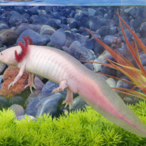 Adult Male Blue Gill Leucistic Axolotl #2 for sale