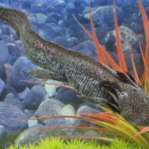 Adult Male GFP Copper Axolotl #3 for sale