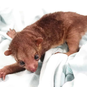 Baby Female Kinkajou for sale
