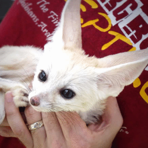 Baby Foxes for sale