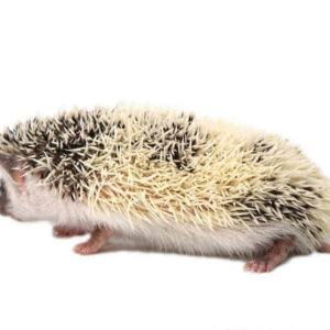 Baby Hedgehogs for sale