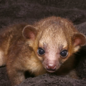 Baby Male Kinkajou #1