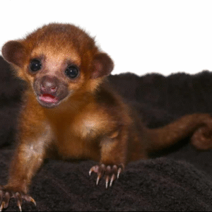 Baby Male Kinkajou #2 for sale