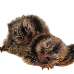 Baby Marmoset Monkey for ale