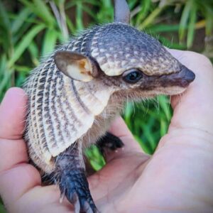 Baby Screaming Hairy Armadillo for sale