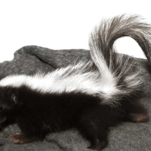 Baby Striped Skunk for sale