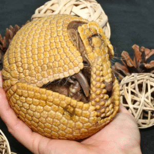 Baby Three Banded Armadillo #2 for sale