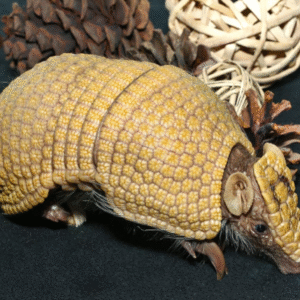 Baby Three Banded Armadillo #4 for sale