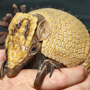 Baby Three Banded Armadillo #5 for sale