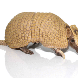 Baby Three Banded Armadillo for sale