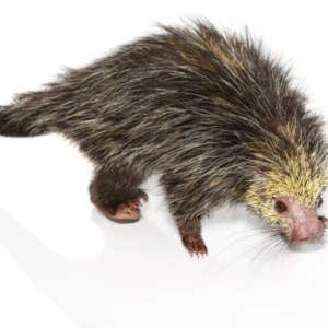 Black Tailed Hairy Dwarf Porcupine Pair for sale