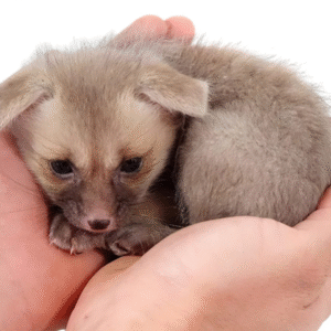 C. B. Baby Ruppell’s Fox for sale