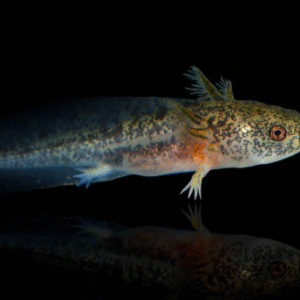 Copper Axolotl for sale