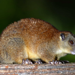Cuscus for sale
