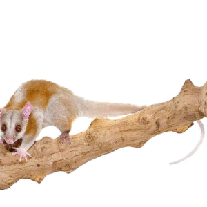 Derby’s Woolly Opossum for sale