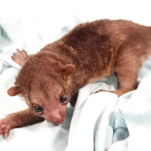 Juvenile Kinkajou for sale