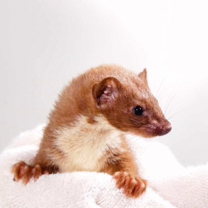 Least Weasel Pair for sale