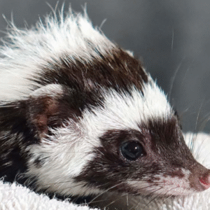 Libyan Striped Weasel for sale