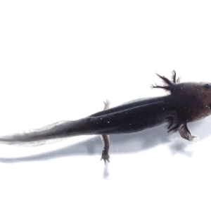 Melanoid Axolotl for sale