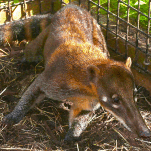 Mountain Coatimundi for sale