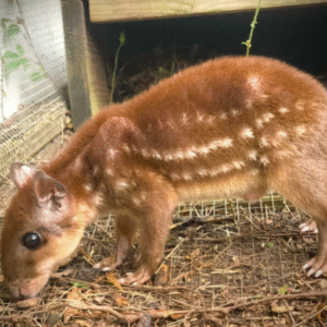 Paca for sale