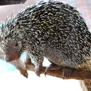 Prehensile Tailed Porcupine for sale