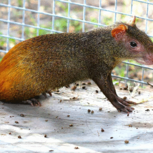 Red Rumped Agouti for sale