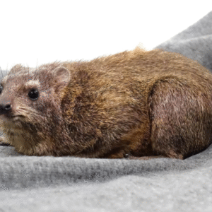 Rock Hyrax for sale