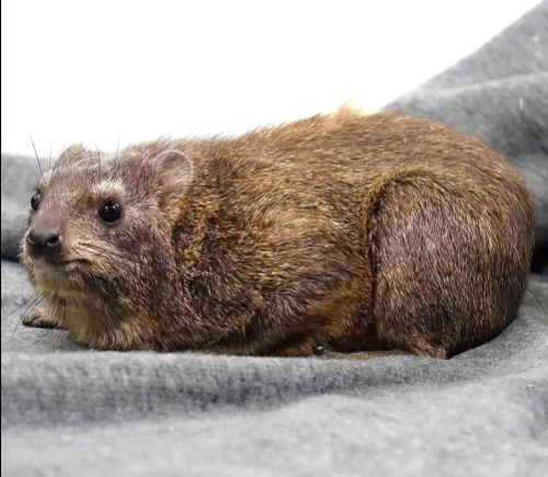 Rock Hyrax for sale