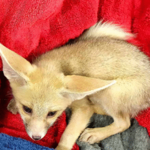 Ruppell’s Fox for sale