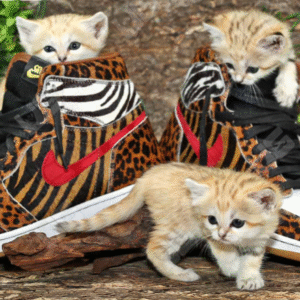 Sand Cat Kittens for sale