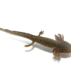 Sub Adult Copper Axolotl for sale