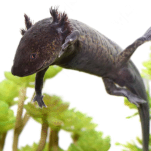 Sub-Adult Wildtype Axolotl for sale