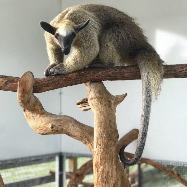 Tamandua Anteater for sale