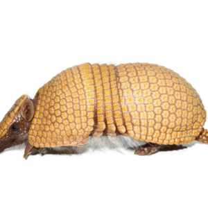 Three Banded Armadillo for sale