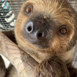 Two Toed Sloth for sale