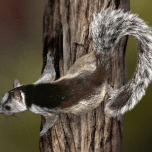 Variegated Squirrel for sale